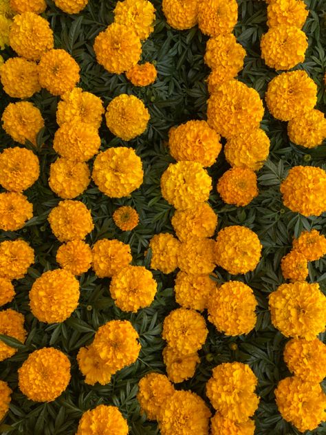 Marigold Aesthetic, Marigold Background, Background Flowers, La Life, Mood Images, Marigold Flower, Flowers Yellow, Color Story, Yellow Aesthetic