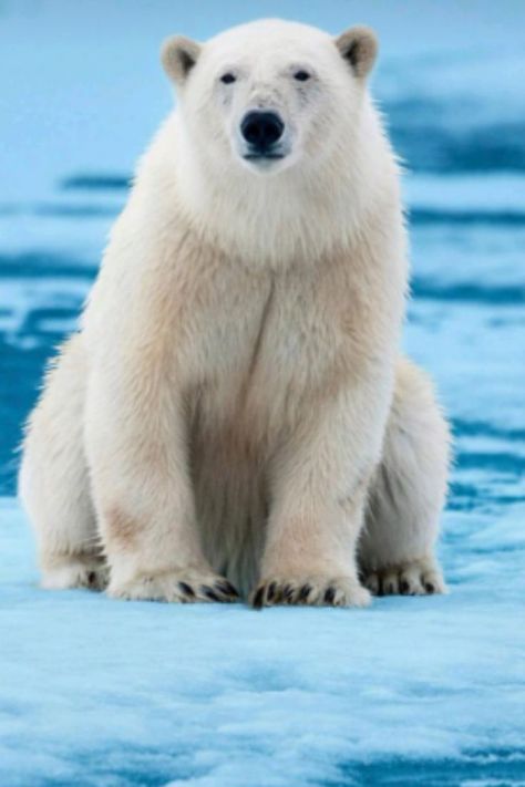 #smartbear___#grizzlybear#bears#pandabear#icebear#grizzly#blackbear#bearcub#bearviewing#thebearsforever#bearcute#cutebear#welovebears#brownbears#polarbear Bear Carving, White Bear, Look At You, Amazing Nature, Polar Bear, Animal Drawings, Bears, Cool Art, Look At