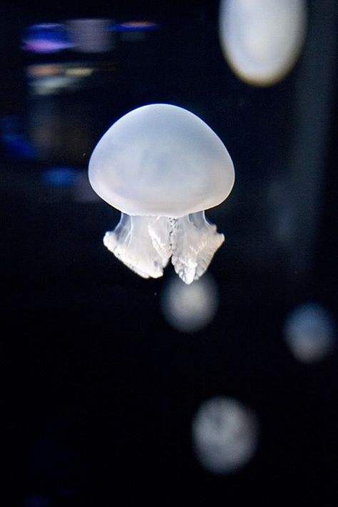 Blue Blubber Jellyfish Blue Cannonball Jellyfish, Blue Blubber Jellyfish, Blubber Jellyfish, Lump Fish, Cannonball Jellyfish, Jellyfish Core, Jellyfish Tank, Jellyfish Photography, Sea Jellies