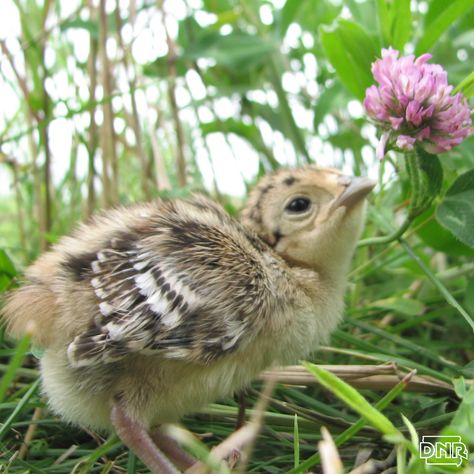 We just got our first report of pheasant chicks in Lucas County!  Pheasant eggs incubate for 23 days, and hens will lay an egg (on average) every 1.3 days. We're estimating that these eggs were first laid around April 2 and the hen began incubating around April 17. Pheasant Eggs, Hunting Stuff, Small Games, Endangered Animals, An Egg, Pheasant, Squirrels, Outdoor Kids, Rabbits