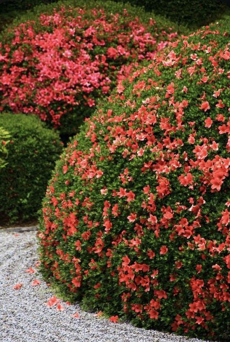 Japanese Hibiscus, Hibiscus Bush, Beach House Garden, Azalea Bush, Japanese Garden Landscape, Sacred Garden, Zen Garden Design, Japan Garden, Estate Garden