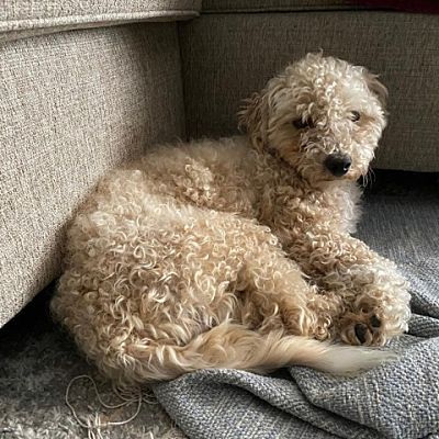 I found this adorable pet on Adopt a Pet and thought you might like them! Bichon Frise Poodle, Poodle Standard, Heartworm Prevention, Staten Island New York, Adoption Process, Pet Rescue, Standard Poodle, Bichon Frise, Staten Island