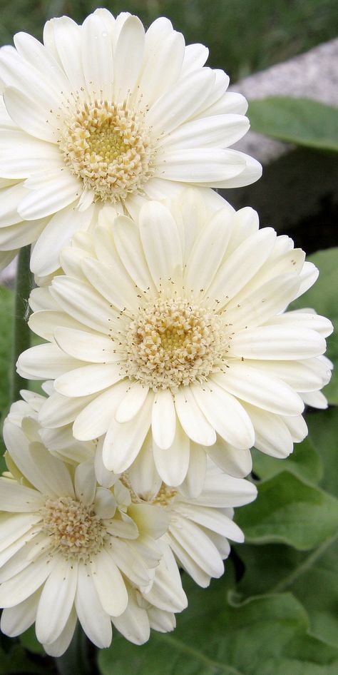 ✿▪✿▪✿ Flower ✿▪✿▪✿ Gerbera Flower, Gerbera Daisies, Gerber Daisies, English Cottage Garden, Moon Garden, Gerbera Daisy, White Gardens, Beautiful Blooms, Flower Pictures