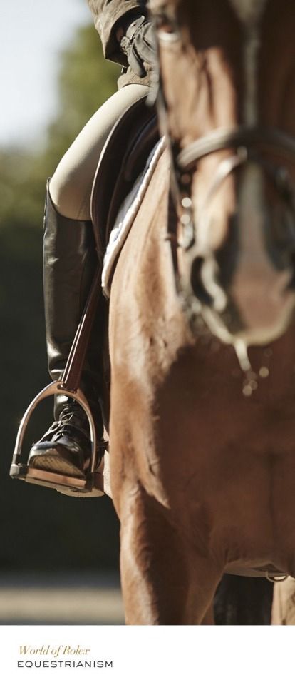 Equestrian Aesthetic, Equestrian Chic, Horse Wallpaper, Equine Photographer, Horse Aesthetic, Horse Videos, Equestrian Lifestyle, Horse Equestrian, Equestrian Life