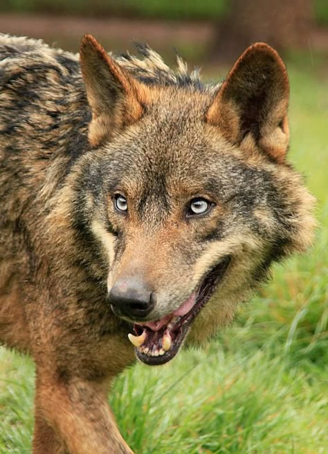 Blue eyed red sable Wolf Facts, Lovers Society, Wolf Poses, Tattoo Nature, Wolf Photography, Wolf Face, Wolf Photos, Animal Study, Wolf Love