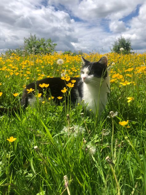 Cat In Meadow, Cat In Field, Cats In Flowers, Cats In Nature, Spring Cats, Cat In Garden, Cat Nature, Cat With Flowers, Love Is Forever