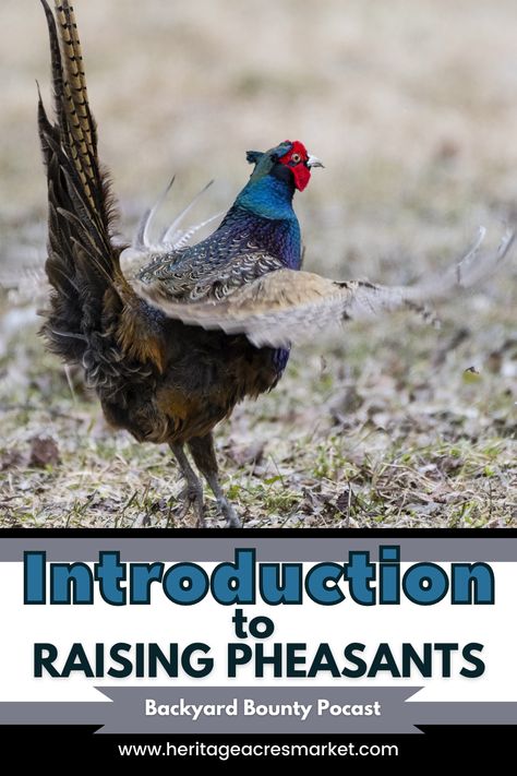 Pheasant Coop Ideas, Raising Pheasants, Clean Chicken Coop, Pheasant Farm, Bob White Quail, Pheasant Eggs, Rhode Island Red Chickens, Farm Livestock, Collect Rainwater