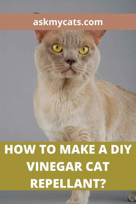 Homemade Cat Repellent, Cat Repellent Outdoor, Cat Deterrent Indoor, Natural Cat Deterrent, Diy Cat Repellent Spray Outdoor, Cat Deterrent Outdoor, Diy Cat Deterrent Spray, Diy Cat Deterrent Spray For Furniture, Homemade Cat Deterrent Spray