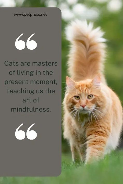 Here are some inspirational cat quotes. Cats are independent, curious, and playful creatures that can teach us a lot about life. #inspirationalcatquotes #catquotes #cats Inspirational Cat Quotes, Rest Quotes, Quotes About Cats, Family Time Quotes, Animal Lover Quotes, Funny Cat Quotes, Cat Lover Quote, Cat Poems, Cute Cat Quotes