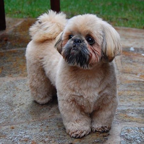 Lovely Shih Tzu Shi Zhu Haircut, Shih Tzu Haircuts, Shitzu Dogs, Shih Tzu Grooming, Chien Shih Tzu, Shih Tzu Funny, Lion Dog, Dog Cuts, Labrador Retriever Puppies