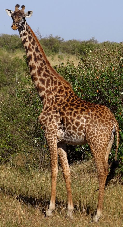 An interactive view of the giraffe | OUPblog Masai Giraffe, Giraffe Photos, Giraffe Pictures, Baby Shower Giraffe, A Giraffe, African Animals, African Safari, Animal Wallpaper, Animal Tattoos