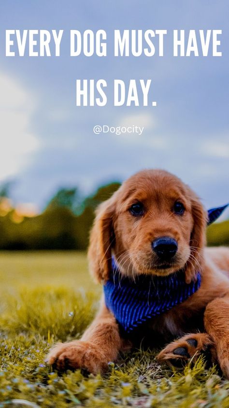 Every dog must have his day. Whether it's playing fetch in the park, taking a nap beside you on the couch, or just being a regular old dog, every dog deserves to be treated with respect.💯 Taking A Nap, Old Dog, Old Dogs, Take A Nap, Dog Quotes, The Park, Quote Of The Day, Golden Retriever, Must Haves