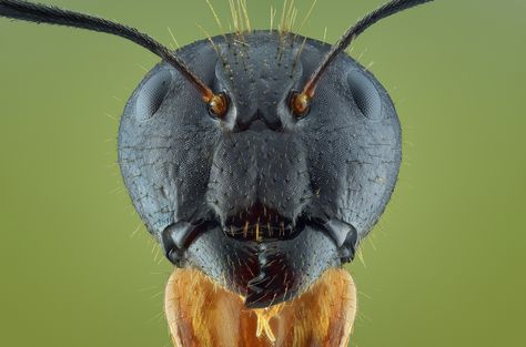 Yudy Sauw / 500px Creatures To Draw, Bug Photography, Insect Eyes, Hercules Beetle, Macro Pictures, Photography Macro, Under The Microscope, Small Insects, Electron Microscope