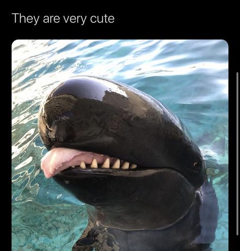 False Killer Whale, Beautiful Sea Creatures, Water Animals, Killer Whale, Aquatic Animals, Marine Mammals, Ocean Water, Silly Animals, Marine Animals