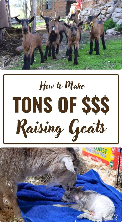 How to Make Tons of Money Raising Goats Diy Goat Seesaw, Goat Birthing Pen Ideas, Natural Dewormer For Goats, Beginner Farm Animals, Rotational Grazing Goats, Raising Goats For Milk, Raising Meat Goats, Raised Goat Bed, Taking Care Of Goats