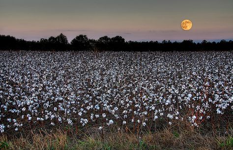 Moonrise over a cottonfield, Terrell County, Georgia by steve_rob, via Flickr Georgia Gothic, Picking Blackberries, Georgia Living, Southern Aesthetic, Moon Madness, Southern Art, Cotton Art, Moon Shine, Southern Heritage