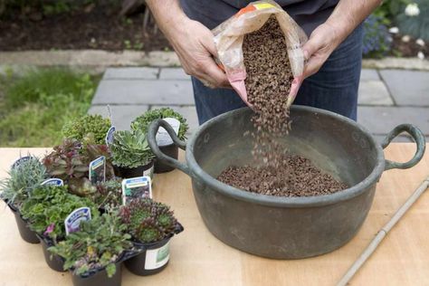 Alpine container - adding horticultural grit Pot Display, Gardeners World, Garden Container, Alpine Garden, Bee Friendly, Growing Plants, Container Gardening, Secret Garden, Bbc