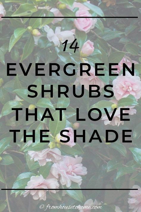 If you’re wondering what evergreen shrubs for shade to plant in your garden, then read this! They’re helpful ideas for colorful evergreen bushes for shade. I am so saving this list of evergreens to grow myself soon!! #fromhousetohome #evergreen #shrubs #gardenplants Shade Evergreens, Evergreen Shrubs For Shade, Shade Bushes, Evergreen Bushes, Shrubs For Shade, Foundation Plants, Evergreens For Shade, Kalmia Latifolia, Evergreen Bush