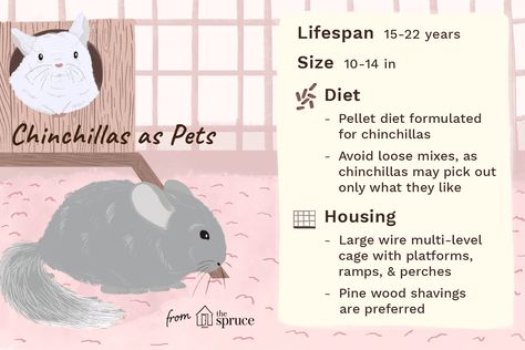 illustration of chinchillas as pets—care sheet Chinchilla Coloring Page, Chinchilla Care Tips, Chinchilla Care Guide, Chinchilla Tips, Chinchilla Cage Ideas, Chinchilla Facts, Pet Chinchilla, Chinchilla Care, Animal Tips