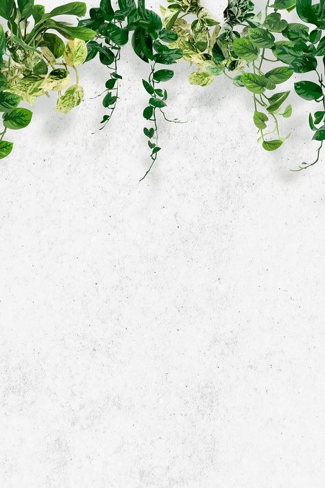 Plain Green Background, Off White Wallpapers, Green Leaf Wallpaper, Textured Lettering, Ivy Wall, Green Leaf Background, Border Background, Plant Background, Rose Flower Wallpaper