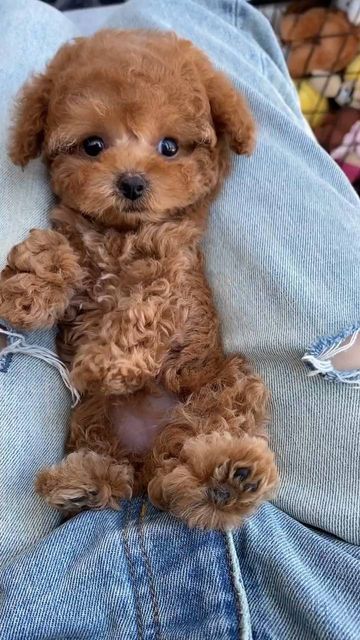 Yea Cup Poodles, Teacup Toy Poodle, Mini Doodle Dog, Mini Toy Poodle, Toy Poodle Haircut Styles, Cute Small Dog Breeds, Mini Dogs Breeds, Miniature Poodle Puppies, Toy Poodle Haircut