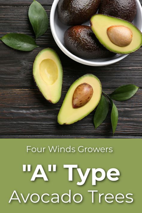 avocados Keep Avocados From Turning Brown, Avocado Tree From Seed, How To Start An Avacodo Tree, How To Grow Avocado Tree From Seed, Avocado Types, Avocado Varieties, Grow Avocado, Avocado Tree, Tree Shop