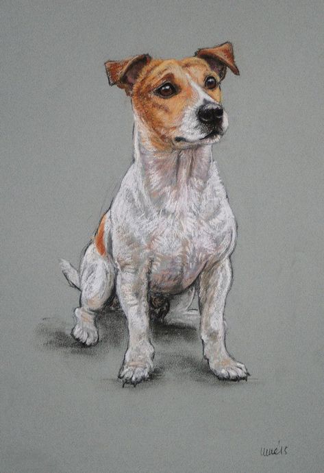 Jack Russell Dogs, Rat Terrier, Dog Sketch, Dog Print Art, Rat Terriers, Jack Russel, Dog Cards, Russell Terrier, Arte Animal