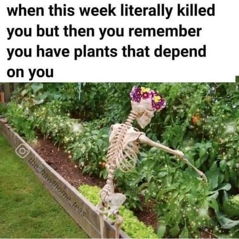 Plant Humor, Plant Jokes, Gardening Memes, Gardening Humor, Hippie Aesthetic, Plants Are Friends, Plant Parent, Crazy Plant Lady, Garden Quotes