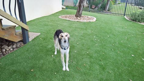 Astroturf Backyard For Dogs, Fake Grass Backyard, Artificial Turf Backyard, Diy Artificial Turf, Fake Grass For Dogs, Dog Turf, Artificial Grass Patio, Dog Potty Area, Artificial Grass Backyard