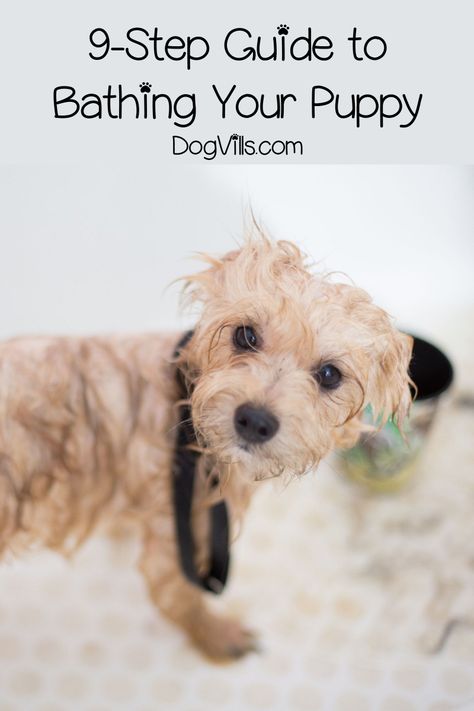 Have you noticed that your puppy is starting to smell, but you don’t know the first thing about puppy bath time? Bathing Dogs Tips, How To Bathe A Dog, Clean Dogs Teeth, Puppy Bath, New Puppy Training, Puppy Care Tips, Best Dog Shampoo, Dogs Teeth, Pet Odor Eliminator