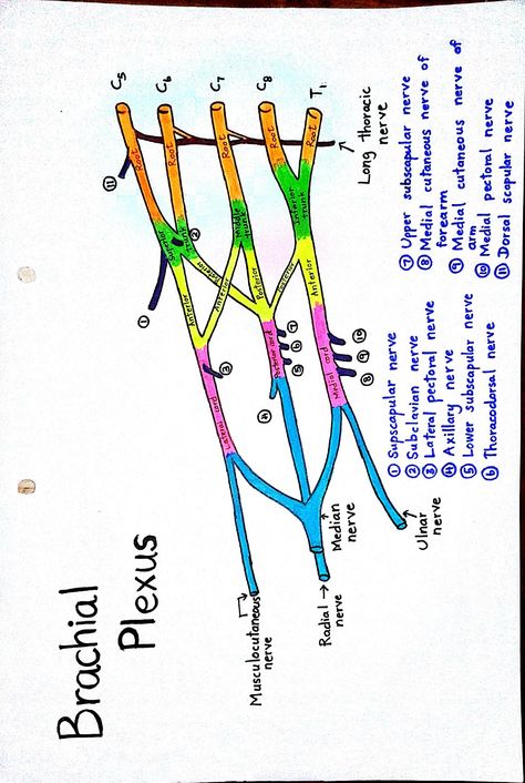 Brachial plexus Brachial Plexus Anatomy, Brachial Plexus Study, Brachial Plexus Injury, Upper Limb Anatomy, Body Muscle Anatomy, Arteries Anatomy, Nerve Injury, Axillary Nerve, Nerve Anatomy