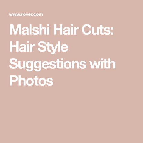 Malshi Hair Cuts: Hair Style Suggestions with Photos Malshi Haircuts, Malti Poo Haircut Styles, Tear Stains, Puppy Cut, Detangler Spray, Haircut Pictures, Dog Cuts, New Hairstyle, Haircut Styles