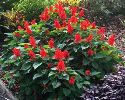 Salvia splendens Salvia Splendens, Drought Tolerant Landscape, Early Winter, Summer Bedding, Drought Tolerant, Horticulture, Secret Garden, The Light, Green Leaves