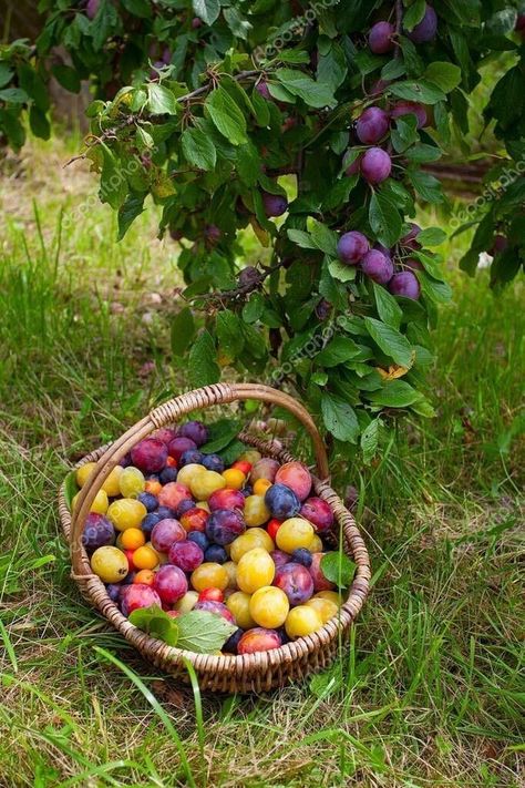 Food Garden Aesthetic, Fruit Basket Aesthetic, Orchard Picnic, Harvest Aesthetic, Farm Vibes, Living In Nature, Future Farms, Farm Lifestyle, Food Forest