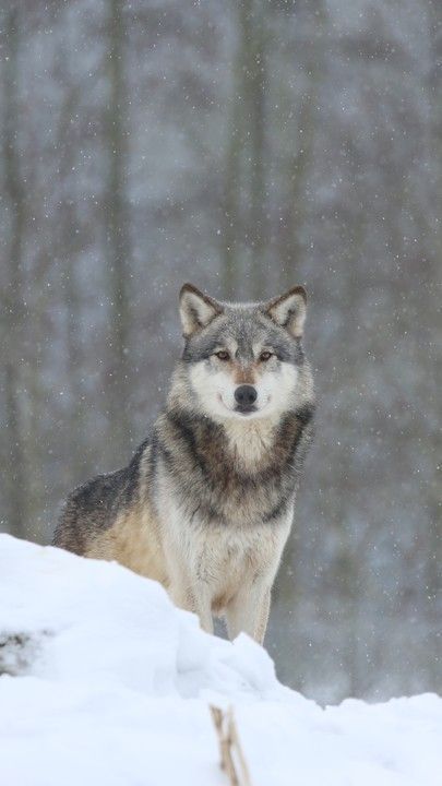 Predator Animal, Twilight Wolf Pack, Twilight Wolf, Wolf Clothing, Werewolf Aesthetic, Snow Wolf, Snow Animals, Winter Wolves, Wolf Hybrid