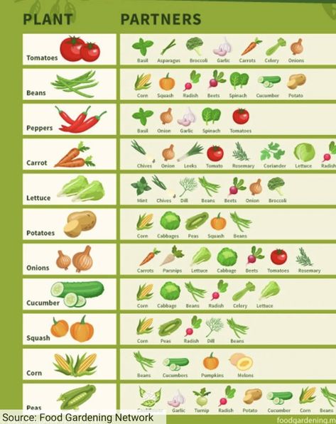 Food Scaping, Planting Layout, Veg Patch, Allotment Gardening, Vegetable Garden Planning, Vegetable Garden For Beginners, Vegetable Garden Diy, Small Backyard Gardens, Veg Garden