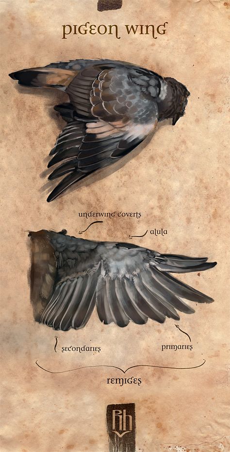 Pigeon Reference, Wings Anatomy, Pigeon Wings, Pigeon Costume, Wing Anatomy, Bird Anatomy, Feet Drawing, Random Aesthetics, Bird Wings