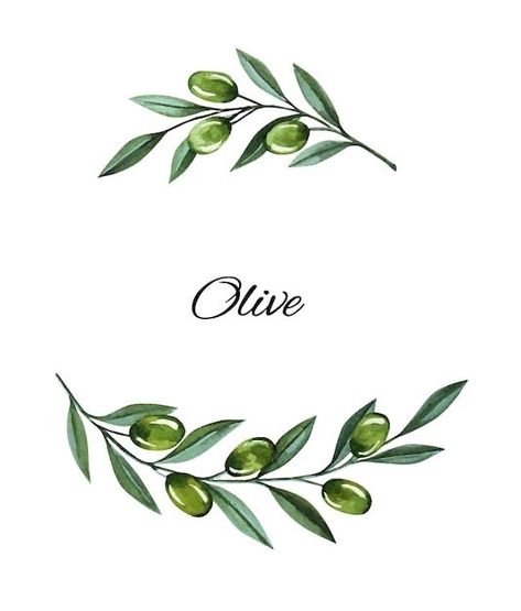 Olive Branch Illustration, Olive Illustration, Olive Branch Art, Berries Illustration, Olive Tattoo, Olive Art, Olive Branch Tattoo, Branch Drawing, Olive Plant