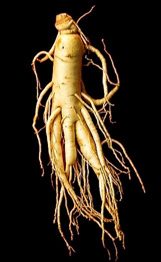 Ginseng (herb) Ginseng Plant, Korean Ginseng, Folk Flowers, Interior Architecture Drawing, Red Ginseng, Adaptogenic Herbs, Traditional Medicine, Healing Herbs, Medicinal Herbs