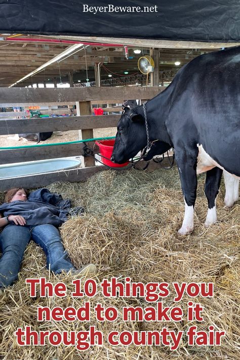 Don’t be left without the essentials your first year showing livestock. Here are all the secret things you need to have a smoother 4-H fair. 4h Fair, Fair Week, Show Steers, Show Cows, Stall Signs, Stock Show, Dairy Cattle, Show Cattle, Mom Needs