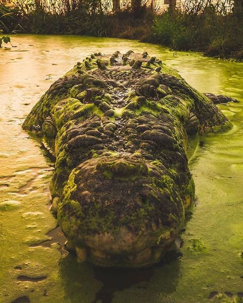 “What do you think the monster crocodile “Tripod” is thinking about? 🐊👀 Photo by @iamsavi #wildlife #earthpix #love #nature #canon @bbcearth…” Interesting Animals, Crocodiles, Wildlife Nature, Reptiles And Amphibians, African Animals, Diy Stuff, Wildlife Animals, Animal Photo, Nature Photos