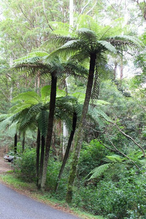 cyathea australis Cyathea Cooperi, Tropical Ferns, Japanese Fern, Cold Hardy Palm Trees, Australian Trees, Ferns Garden, Woodland Plants, Tropical Garden Design, Tree Fern