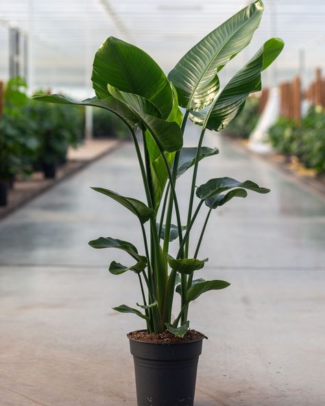 Back to school, back to work! 💼 Let's bring a touch of the tropics indoors with our #PlantOfTheWeek: the majestic Strelitzia Nicolai.⁠ ⁠ This stunning plant, also known as the Giant Bird of Paradise, is sure to add a dramatic flair to any space.⁠ ⁠ What's on your plant wishlist? Share your top 3 dream plants in the comments below! ⁠ ⁠ #wishlistwednesday #plantlover #strelitzia #plantlife #indoorplants #homedecor #kwekerijdirkmermans⁠ Strelitzia Nicolai, Big Banana, Bird Of Paradise Plant, The Perfect House, Paradise Plant, Green Pasture, Big Plants, Perfect House, Plant Drawing