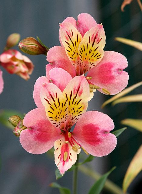 Alstroemeria Meaning, Alstroemeria Tattoo, Peruvian Lily, Peruvian Lilies, Sister Tattoo, Unusual Flowers, Sugar Flowers, Exotic Flowers, Flower Beauty