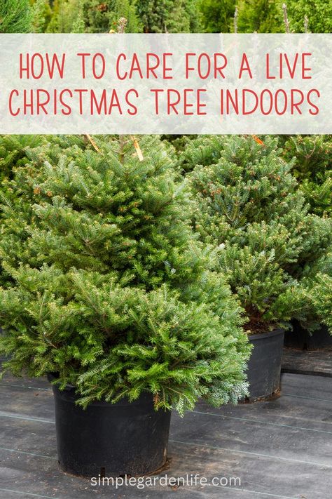 Live Christmas Trees In A Pot, Live Potted Christmas Tree, Potted Christmas Tree Indoor, Christmas Tree In Pot, Living Christmas Tree, Christmas Tree Care, Christmas Tree Water, Potted Christmas Tree, Balsam Tree