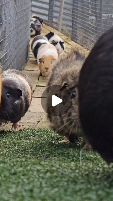 GuineaVale on Instagram: "Ride of the Guineas" Cute Guinea Pigs, Guinea Pig Cage, July 4, Guinea Pig, Tasmania, Guinea Pigs, Pigs, On Instagram, Quick Saves