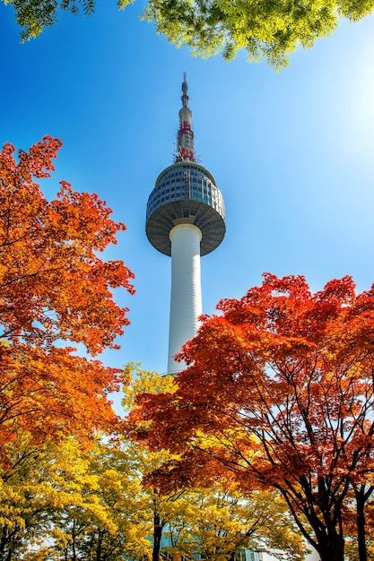 Seoul Tower, Autumn In Korea, Namsan Tower, Red Autumn, Cherry Blossom Tree, Maple Leaves, Autumn Inspiration, Free Photo, Maple Leaf