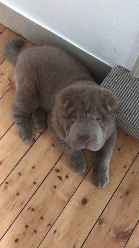 Shar-pei teddy bear Bearcoat Shar Pei, Bear Coat Shar Pei, Fluffy Puppy, Dream Pet, Shar Pei Dog, Wallpaper Aesthetics, Bear Coat, Super Cute Puppies, Fluffy Puppies