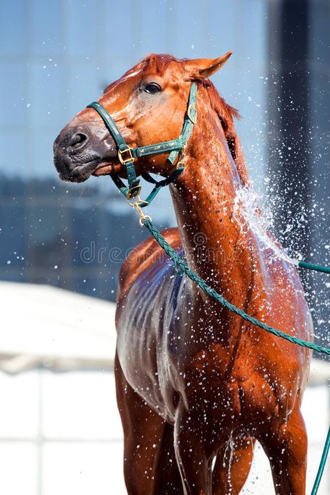 Horse wash. Washing the horse in city #Sponsored , #Sponsored, #Affiliate, #wash, #horse, #Washing, #Horse Wash Rack For Horses, Horse Liberty, Chestnut Horses, Equestrian Barns, Horse Brushes, Horse Water, Horse Washing, Horse Grooming, Dressage Horses