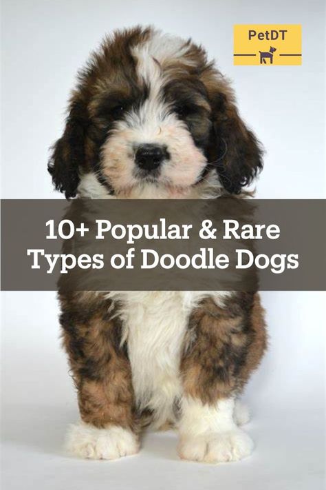 In all of their different forms, “Doodles” are one of the most popular breeds of dog in the world. Thanks to their poodle-mix heritage, they come in a huge variety of shapes, sizes, colors, and temperaments. Below, we’ll take a look at 10+ popular and rare types of doodle dogs you need to know about. Some of these you’ll have heard of before, while others will be brand new discoveries! Doodle Dog Breeds, Poodle Mix Breeds, Poodle Mix Dogs, Doodle Dogs, Hidden Doors, Barking Dog, Rare Dog Breeds, Dog Mixes, Doodle Dog